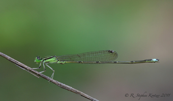 Ischnura prognata, male